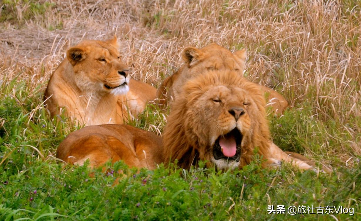 上海野生动物园冬天动物多吗,上海野生动物园中的动物