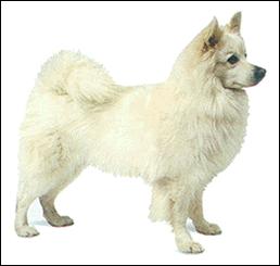 小型犬品种大全及图片柯基犬,不掉毛无体味性格温顺的小型犬