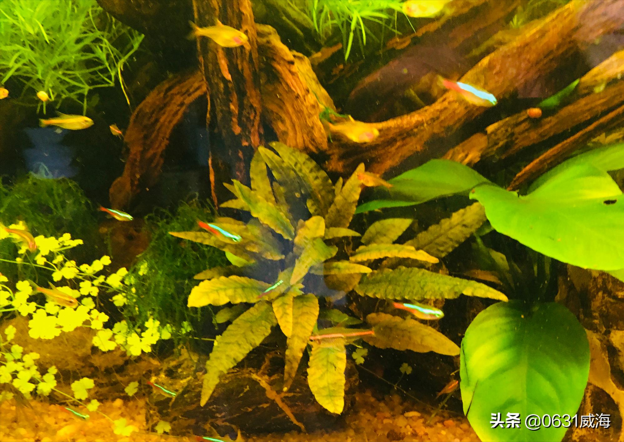 孔雀鱼换水太勤,孔雀鱼换水不当缩尾有救吗