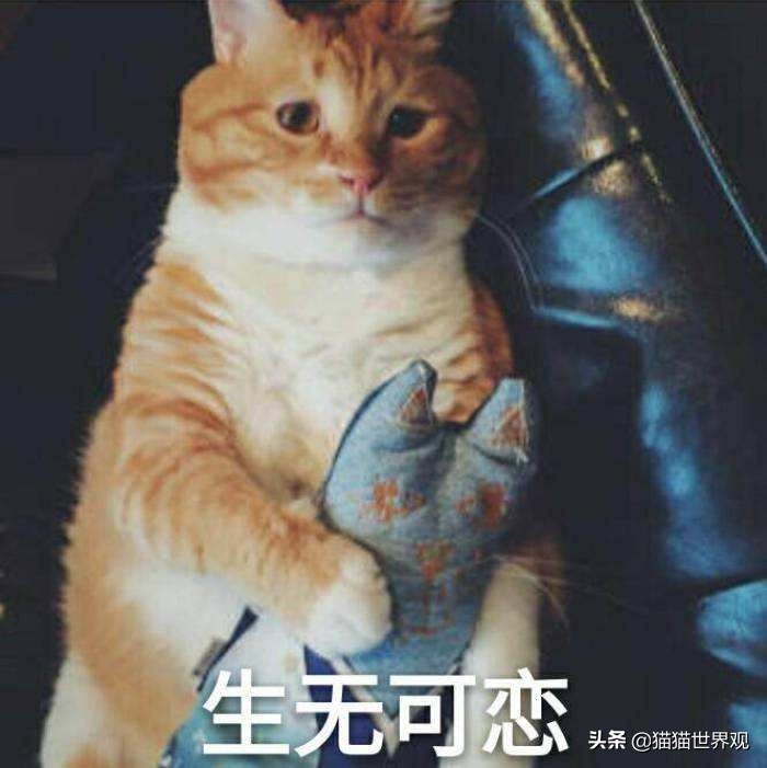 猫的胡须为什么不能剪,猫的胡须断了正不正常
