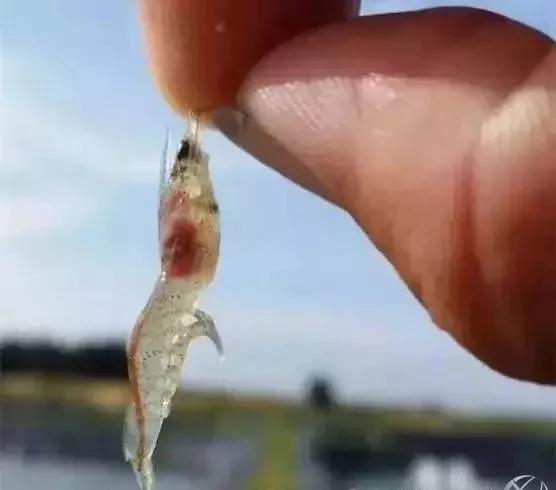 南美对虾怎么防治肠炎,治疗对虾肠炎最快有效方法