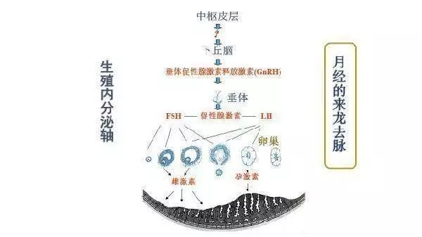 促黄体生成素lh试纸可以测怀孕吗,lh促黄体生成素卵泡期多少正常
