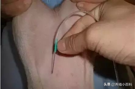 猪的注射方式和注意事项,猪疫苗注射的正确部位和方法图