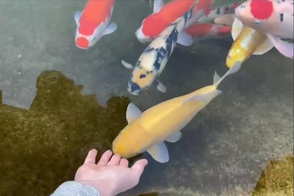 年年端午送粽子，今年增加了一缸观赏鱼，父母乐了