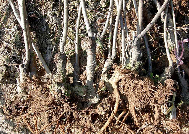 果树根瘤病害怎么治病最好,果树上主干长瘤子是什么病