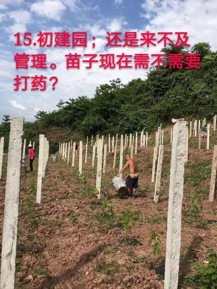 葡萄粒长不大怎么解决,葡萄果粒不大咋办