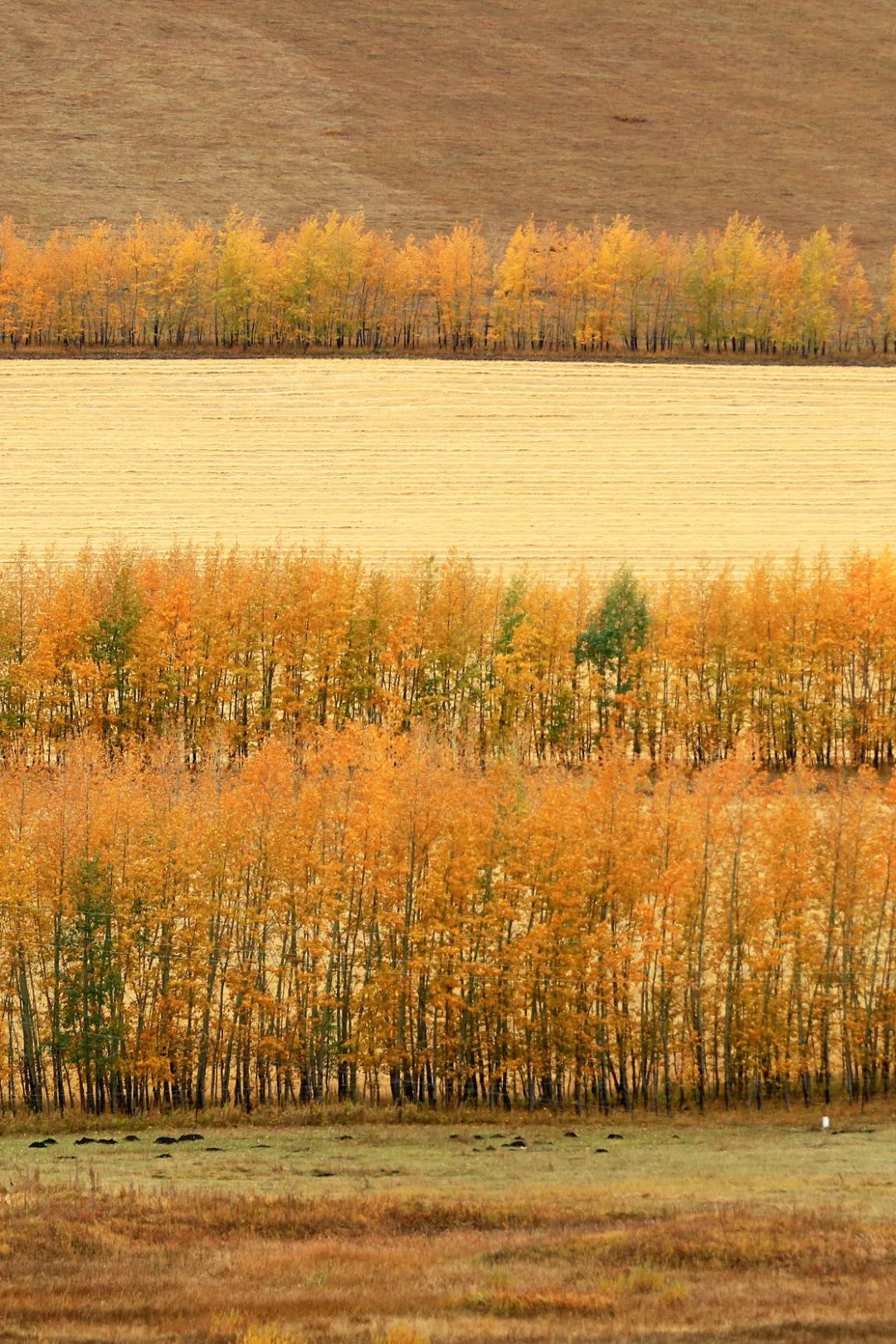 中国植树造林成果国外有什么看法,植树造林改造沙漠