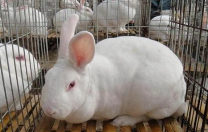 肉兔养殖最好方法,肉兔高效养殖新技术视频教程