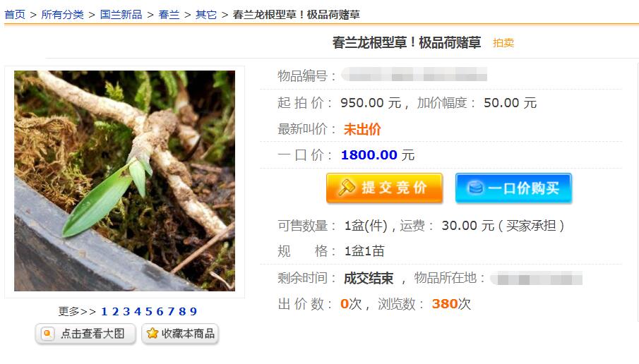 兰花龙根,另类的“赌石”,花上千去赌草,你愿意吗?