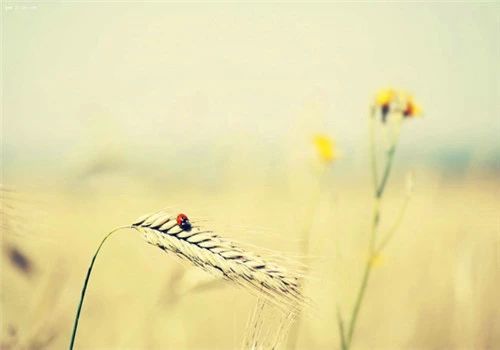 越来越孤独的朋友圈,越活越孤独朋友圈