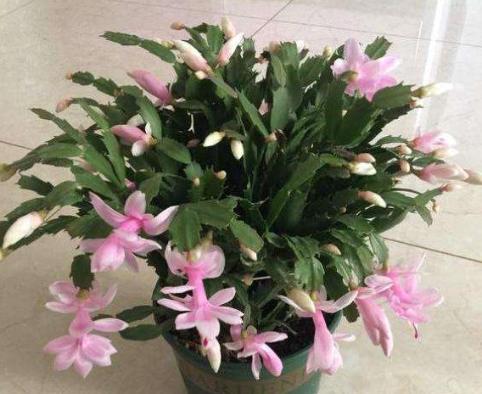 不换盆也能改善土壤,土壤板结不用怕一招解决