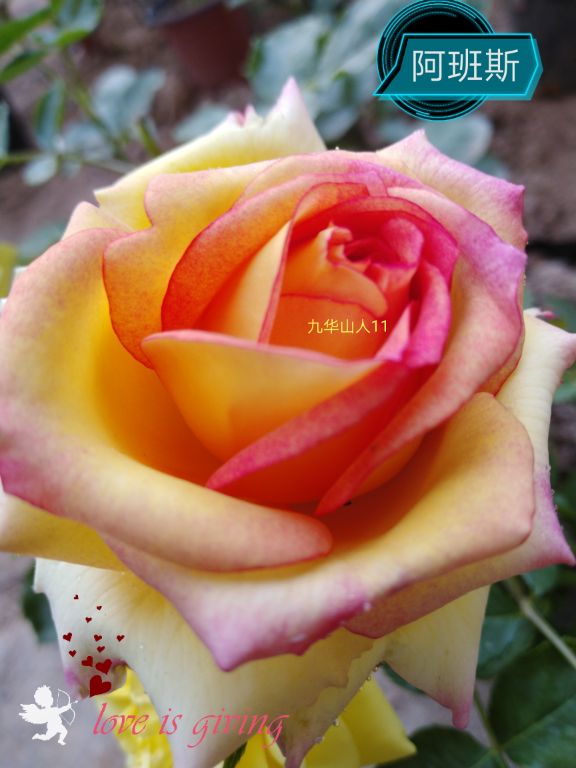 切花火焰月季,适合新手的切花月季