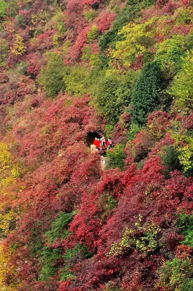 比光雾山还红，比金川彩林还晚，中国顶级的红叶盛宴正当时！