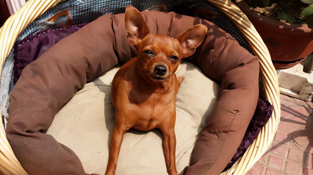 狗尿结晶尿血怎么治,狗狗尿血一天就死了是什么原因