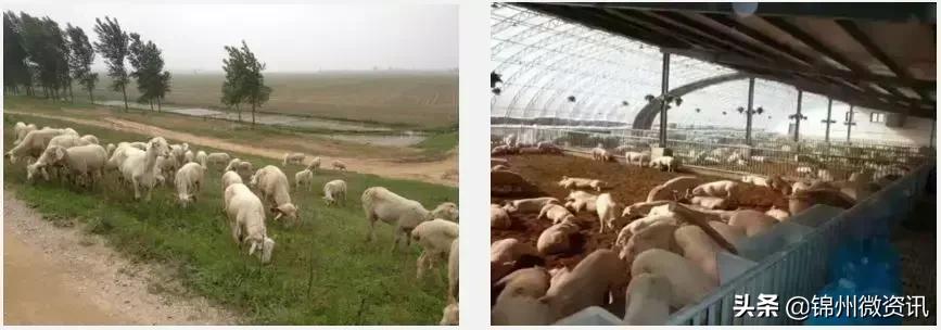 辽宁国家级示范区规划,辽宁凌海农业发展