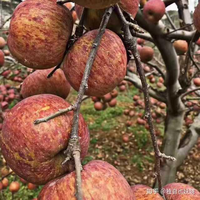 水果网上购买哪个平台靠谱,在网上购买水果的技巧