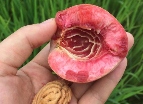 女性吃桃子能补血?营养师:夏季吃桃子,别犯这几个致命的错误