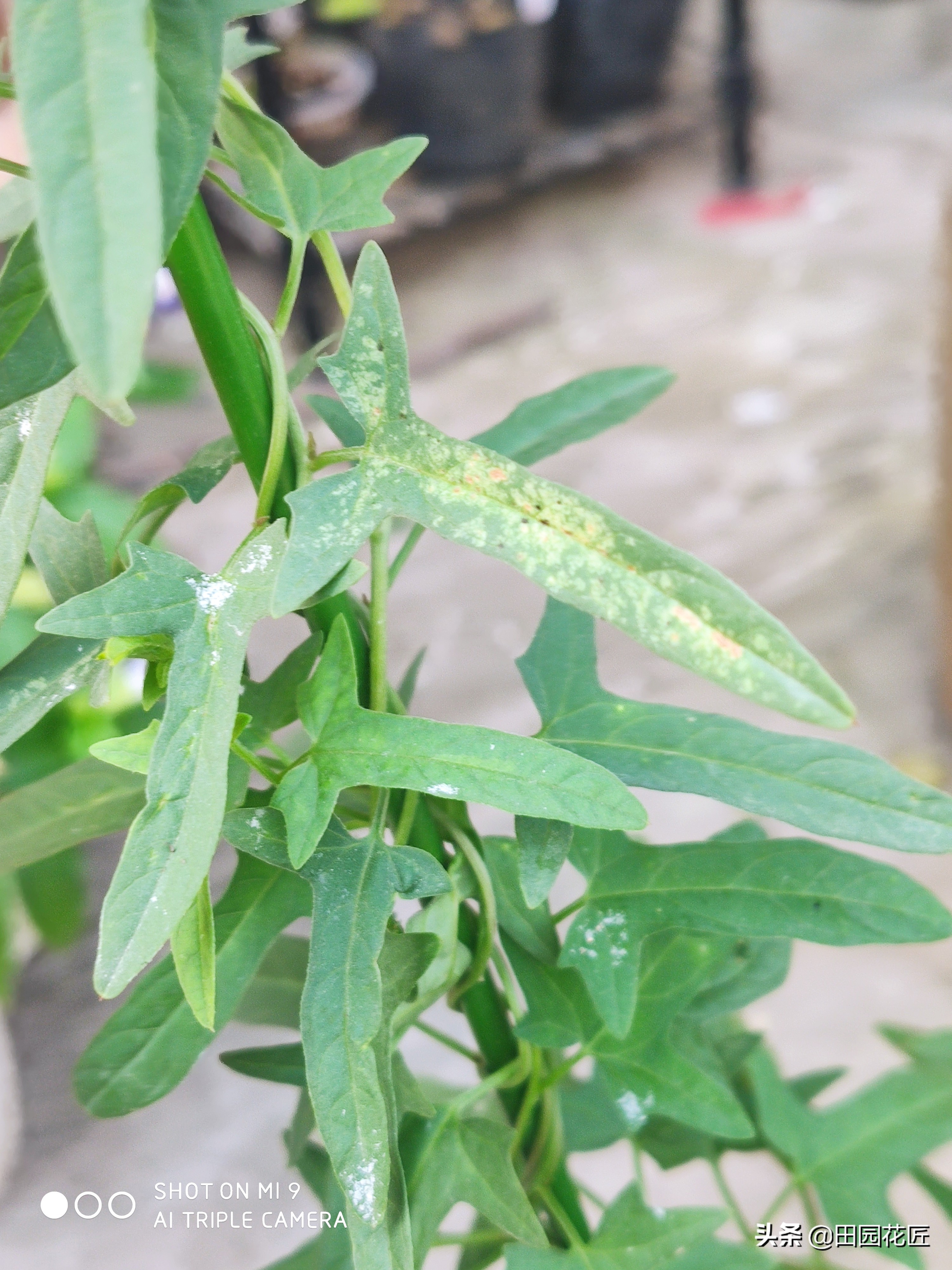 牡丹掐枝黄叶的处理方法,缠枝牡丹叶子发黄怎么处理