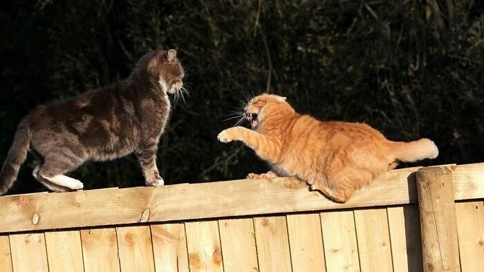 家猫打架意味什么,家猫和猫打架怎么办