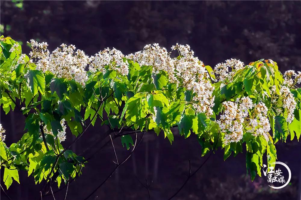 江安县怡乐镇第二届“千年桐万亩花”摄影大赛开赛了