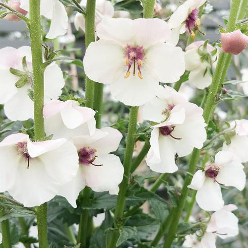 每个十一月生日对应的生日花,365天每天代表生日的花有哪些