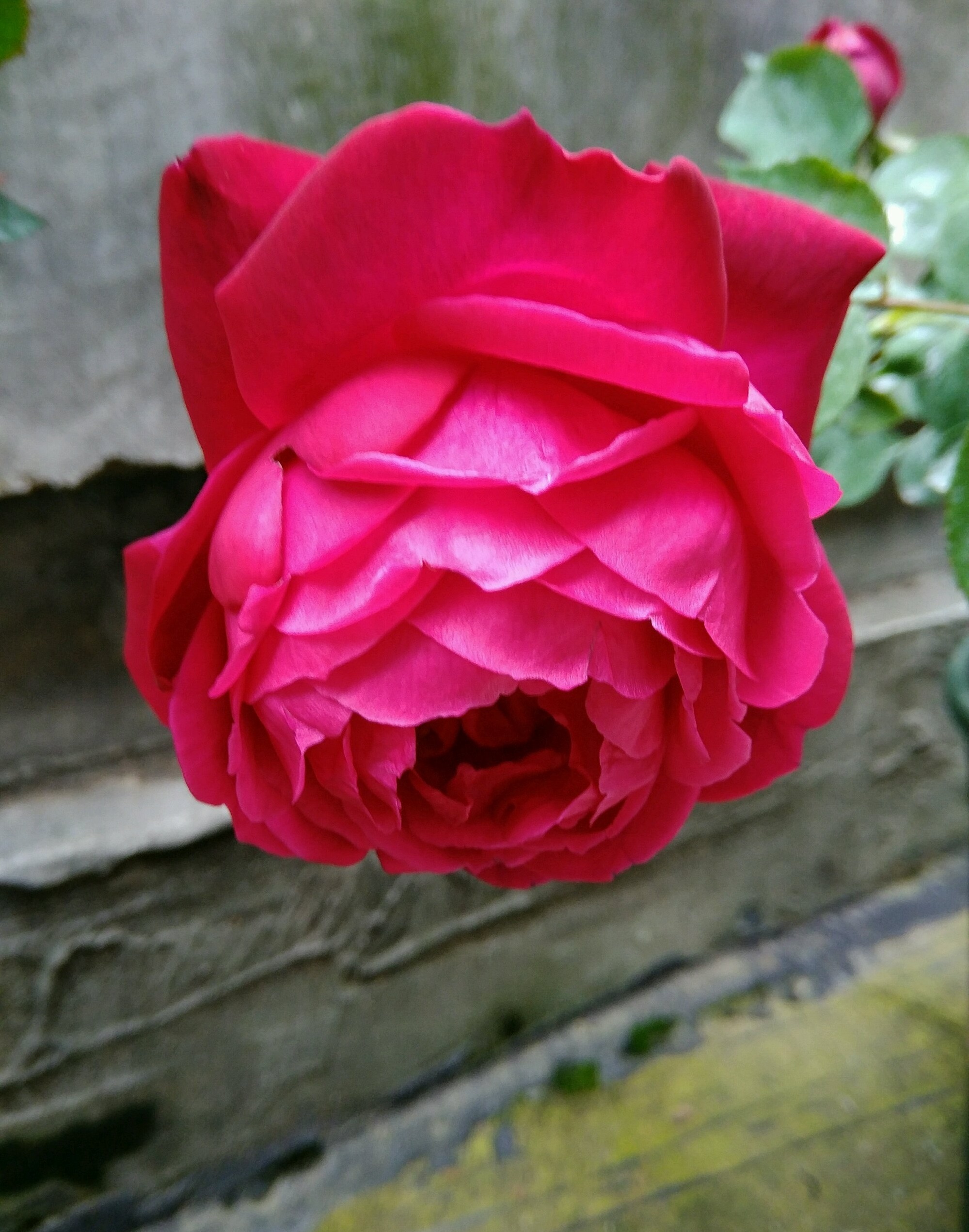 月季花十大经典品种分享,十大公认最香的四季月季