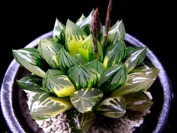 水晶的多肉植物有哪些品种,像水晶的多肉植物图片