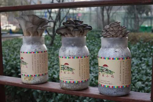 农村24个挣钱的事业,谁先做谁就是最先吃到螃蟹的人