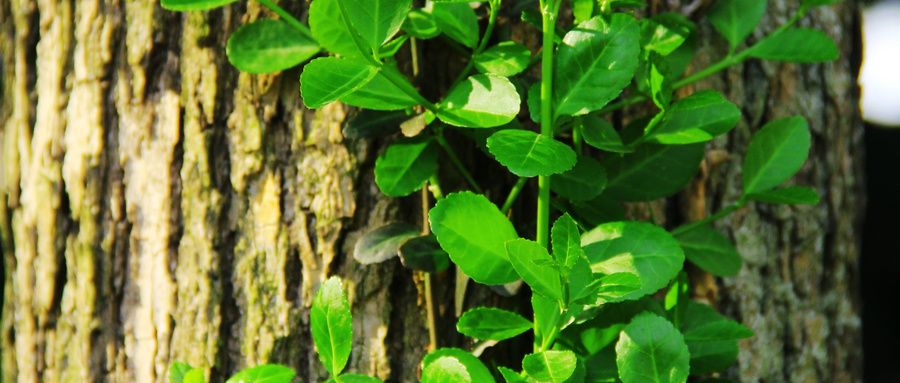 古代文人笔下的春,古人眼中的春天是这样的