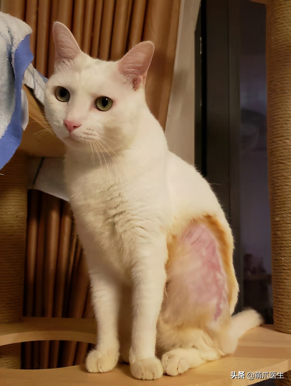 盘点那些手贱的猫咪被烫伤,盘点猫咪被烫过的倒霉瞬间