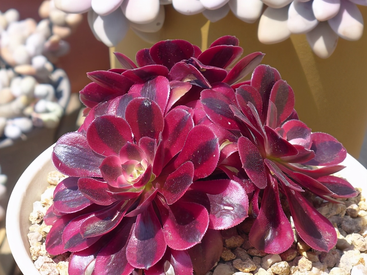 多肉叶片的灰尘怎样处理,怎么清理多肉灰尘视频讲解