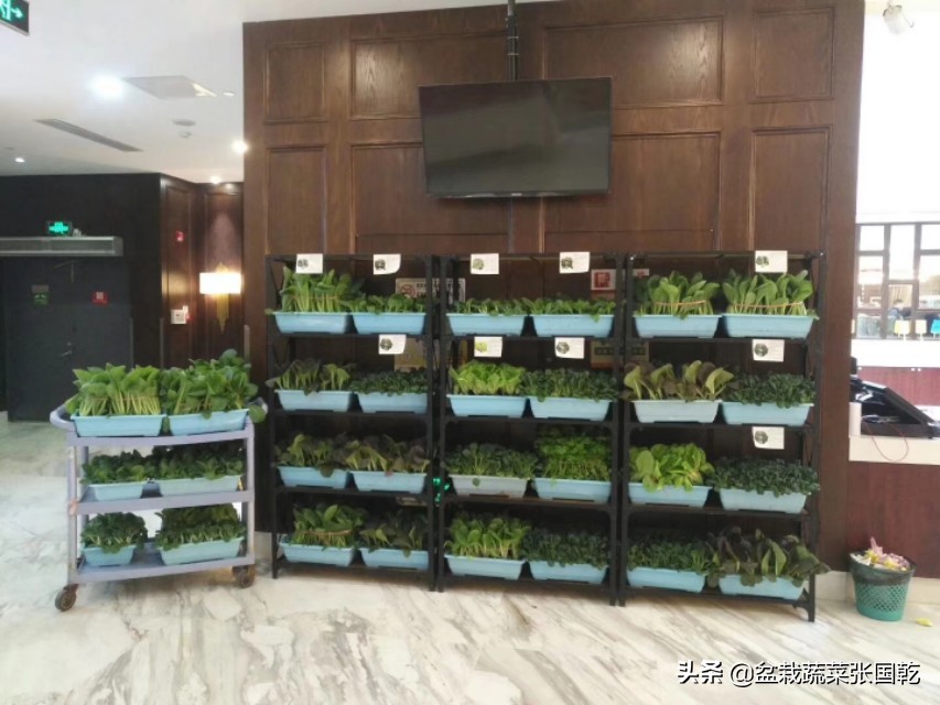 共享菜园推广方案策划,蔬菜种植主题展示活动策划