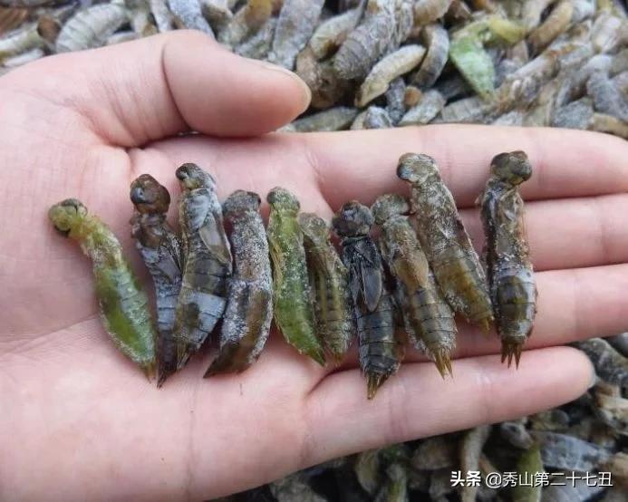 益虫有哪些昆虫吃蚊子,哪些益虫可以消灭苍蝇和蚊子