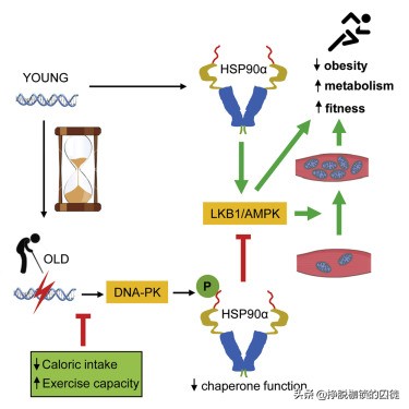 男人结了婚为什么还总是想偷吃,为什么结了婚之后男性就会变胖