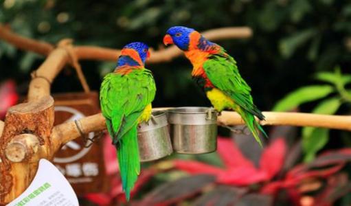 南宫五洲植物乐园花果山项目,玩不够的游乐设备