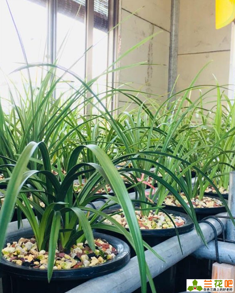 兰花赚钱不,兰花赚钱