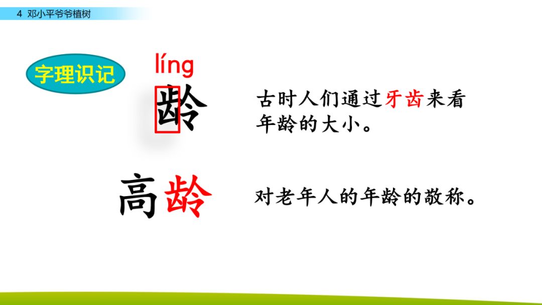 部编版二年级下册语文第4课《*小平邓**爷爷植树》知识点+图文讲解