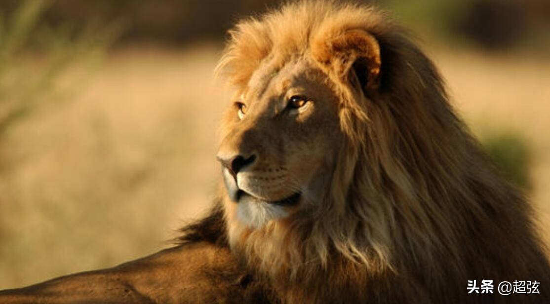 当你遇到狮子该怎么办,当你遇到狮子和老虎该怎么办