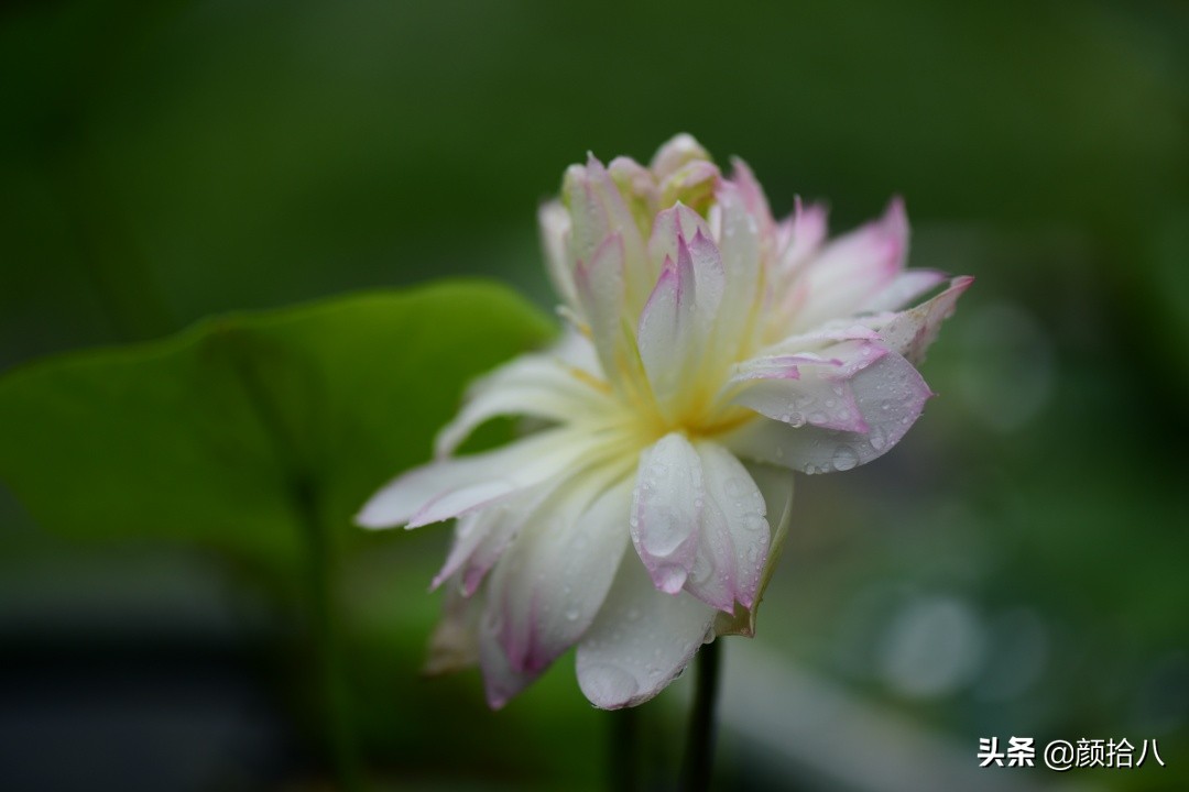 碗莲种藕生长到开花全过程,碗莲种植方法和时间图片