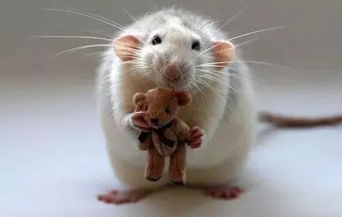 仓鼠生宝宝全程需要用到什么,仓鼠生宝宝了几天才能摸小宝宝