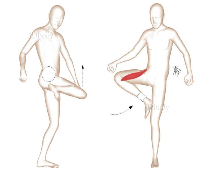 瑜伽髋部的结构,瑜伽呼吸缝合术