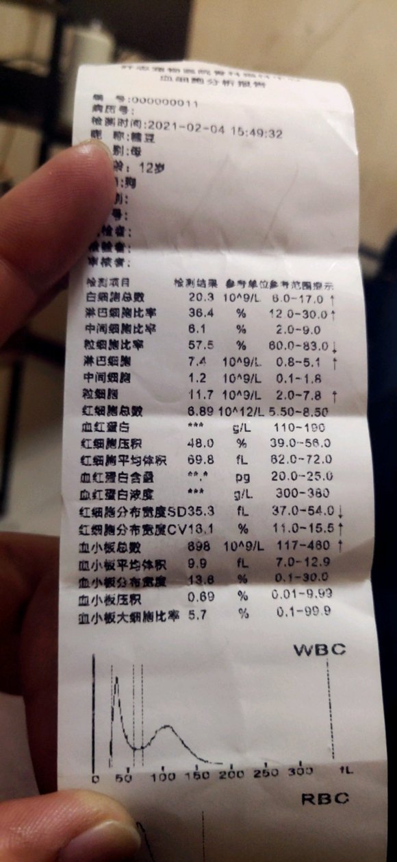 小鹿犬要去世后会有哪些反应,3个月的小鹿犬突然死亡