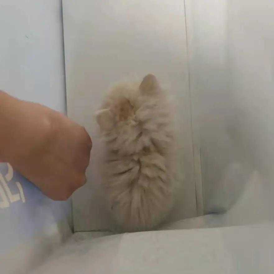 找领养新成员|你好呀，铲屎官