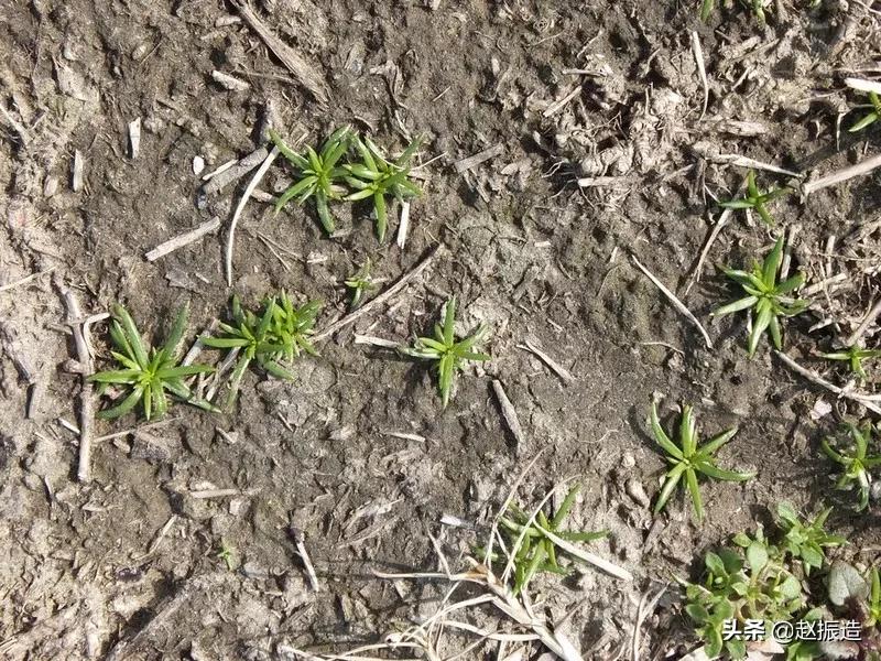 诗句春雨惊春,春日诗一首