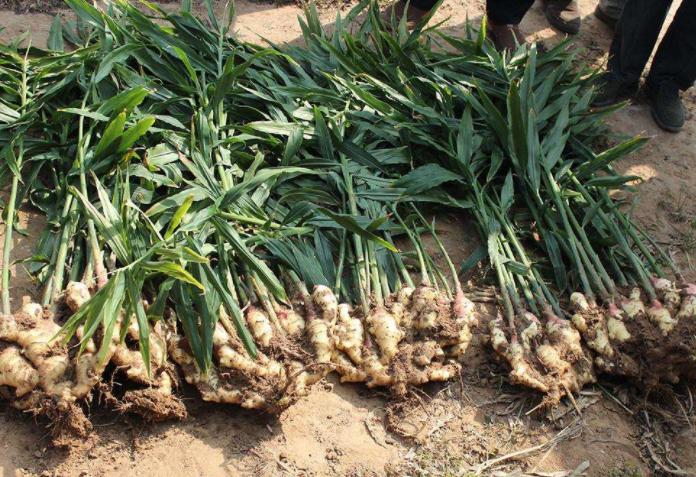 生姜不用买教你在家种植一看就会,家庭种植生姜小技巧