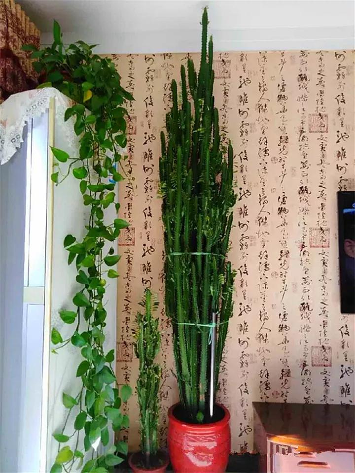 什么花放在家里最好看最实用,放家里风水好又好养的花有哪些