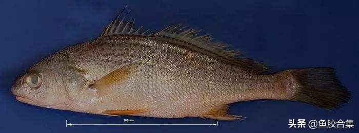 鱼胶品种介绍赤嘴鱼胶价格,鱼胶赤嘴图片