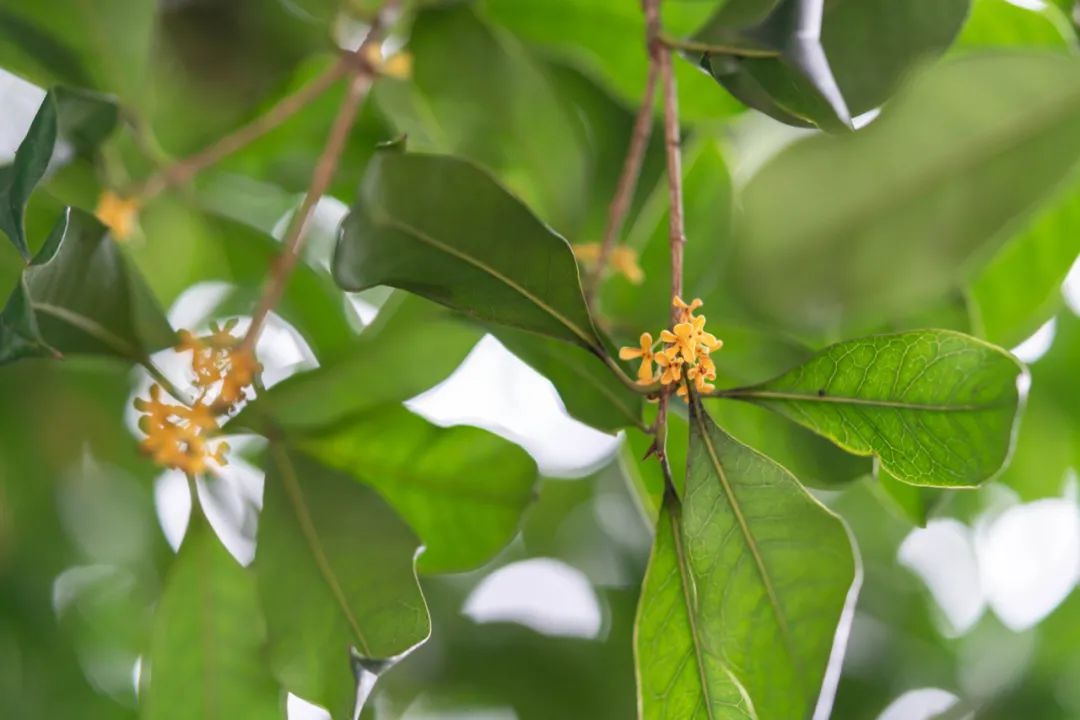 秋天值得逛的地方,秋天最适合旅游的城市推荐