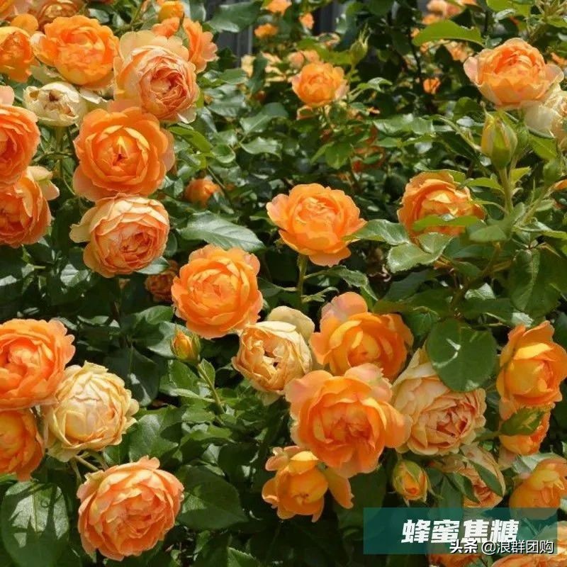 月季哪些品种大花又香,月季哪些品种花期长耐阴耐寒耐旱