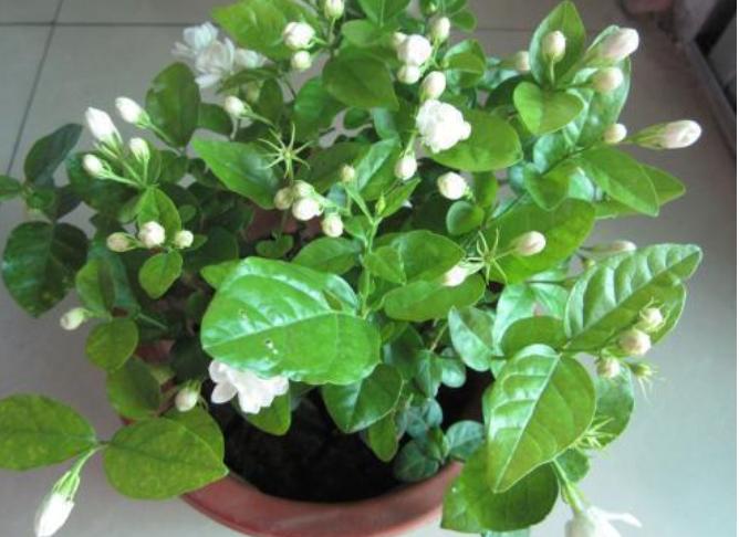 睡眠不好什么花助睡眠,失眠适合养什么花泡水喝